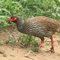 Szponiastonóg czerwonogardły - Pternistis afer - Red-necked Spurfowl
