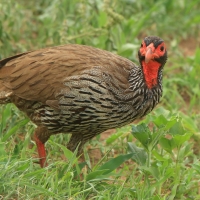 Szponiastonóg czerwonogardły - Pternistis afer - Red-necked Spurfowl