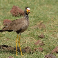 Czajka płowa - Vanellus senegallus - Wattled Lapwing