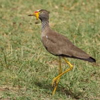 Czajka płowa - Vanellus senegallus - Wattled Lapwing