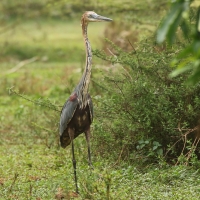 Czapla olbrzymia - Ardea goliath - Goliath Heron