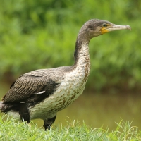 Kormoran etiopski - Microcarbo africanus - Reed Cormorant