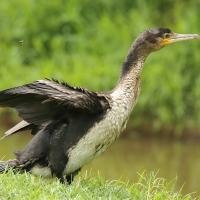 Kormoran etiopski - Microcarbo africanus - Reed Cormorant