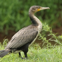 Kormoran etiopski - Microcarbo africanus - Reed Cormorant