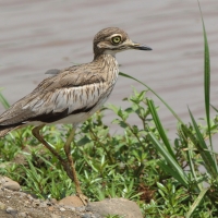 Kulon nadwodny - Burhinus vermiculatus - Water Thick-knee