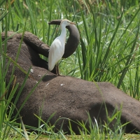 Czapla złotawa - Bubulcus ibis - Western Cattle Egret