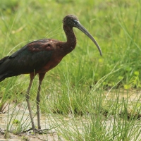Ibis kasztanowaty - Plegadis falcinellus - Glossy Ibis