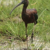 Ibis kasztanowaty - Plegadis falcinellus - Glossy Ibis