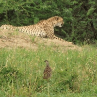 Frankolin czubaty - Dendroperdix sephaena - Crested Francolin