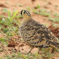 Stepówka czarnolica - Pterocles decoratus  - Black-faced Sandgrouse
