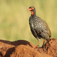 Szponiastonóg czerwonogardły - Pternistis afer - Red-necked Spurfowl