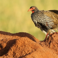 Szponiastonóg czerwonogardły - Pternistis afer - Red-necked Spurfowl