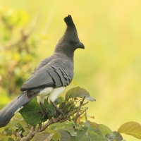 Hałaśnik białobrzuchy - Criniferoides leucogaster - White-bellied Go-away-bird