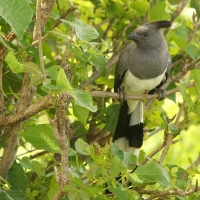 Hałaśnik białobrzuchy - Criniferoides leucogaster - White-bellied Go-away-bird