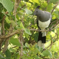 Hałaśnik białobrzuchy - Criniferoides leucogaster - White-bellied Go-away-bird