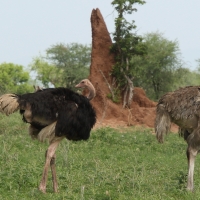 Struś czerwonoskóry - Struthio camelus - Common Ostrich