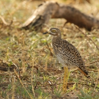 Kulon plamisty - Burhinus capensis - Spotted Thick-knee