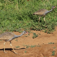 Dropik senegalski - Eupodotis senegalensis - White-bellied Bustard