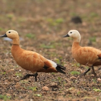 Kazarka rdzawa - Tadorna ferruginea - Ruddy Shelduck