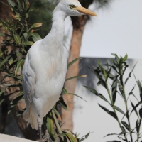 Czapla złotawa - Bubulcus ibis - Western Cattle Egret