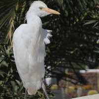 Czapla złotawa - Bubulcus ibis - Western Cattle Egret