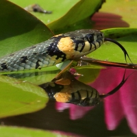 Zaskroniec - Natrix natrix - Grass snake