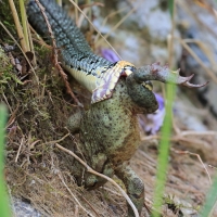 Zaskroniec - Natrix natrix - Grass snake
