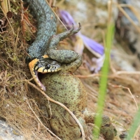 Zaskroniec - Natrix natrix - Grass snake