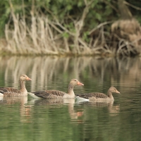 Gęgawa - Anser anser - Greylag Goose