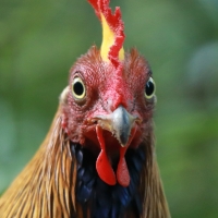 Kur cejlonski - Gallus lafayetii - Sri Lanka Junglefowl