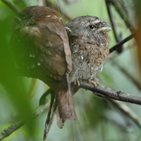 Gębal cejloński - Batrachostomus moniliger - Sri Lankan Frogmouth