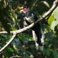Kukuła białobrzucha - Phaenicophaeus pyrrhocephalus - Red-faced Malkoha