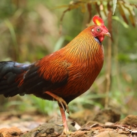 Kur cejlonski - Gallus lafayetii - Sri Lanka Junglefowl