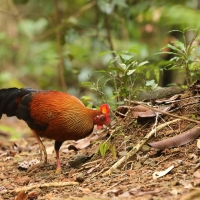 Kur cejlonski - Gallus lafayetii - Sri Lanka Junglefowl