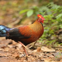 Kur cejlonski - Gallus lafayetii - Sri Lanka Junglefowl