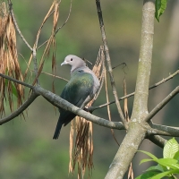 Muszkatela miedziana - Ducula aenea - Green Imperial Pigeon