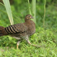 Kur cejlonski - Gallus lafayetii - Sri Lanka Junglefowl