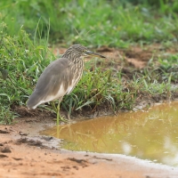 Czapla siodłata - Ardeola grayii - Indian Pond-Heron