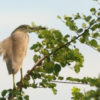 Czapla siodłata - Ardeola grayii - Indian Pond-Heron