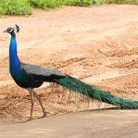 Paw indyjski - Pavo cristatus - Indian Peafowl