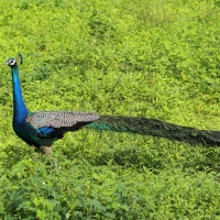 Paw indyjski - Pavo cristatus - Indian Peafowl