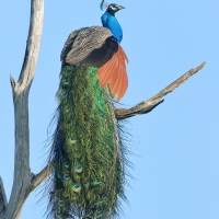 Paw indyjski - Pavo cristatus - Indian Peafowl