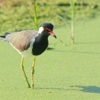 Czajka indyjska - Vanellus indicus - Red-wattled Lapwing
