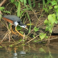 Bagiewnik białopierśny - Amaurornis phoenicurus - White-breasted Waterhen