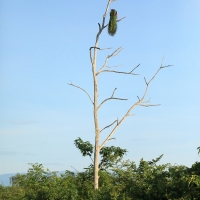 Paw indyjski - Pavo cristatus - Indian Peafowl
