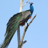 Paw indyjski - Pavo cristatus - Indian Peafowl