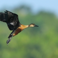 Drzewica indyjska - Dendrocygna javanica - Lesser Whistling-duck