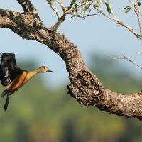 Drzewica indyjska - Dendrocygna javanica - Lesser Whistling-duck