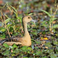 Drzewica indyjska - Dendrocygna javanica - Lesser Whistling-duck