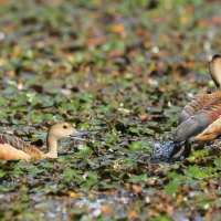 Drzewica indyjska - Dendrocygna javanica - Lesser Whistling-duck